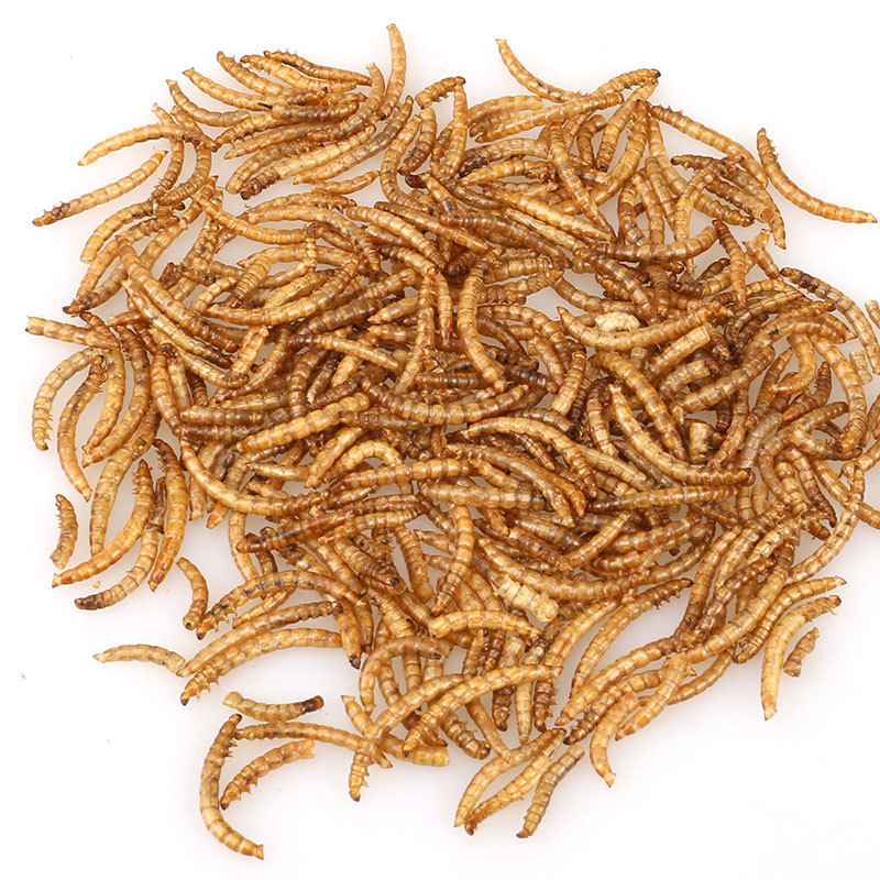 High Protein Dried Mealworms for Pet Feed
