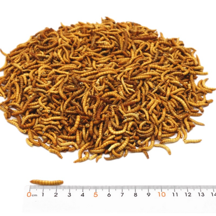 The Benefits and Tips for Feeding Mealworms to Your Leopard Gecko ...